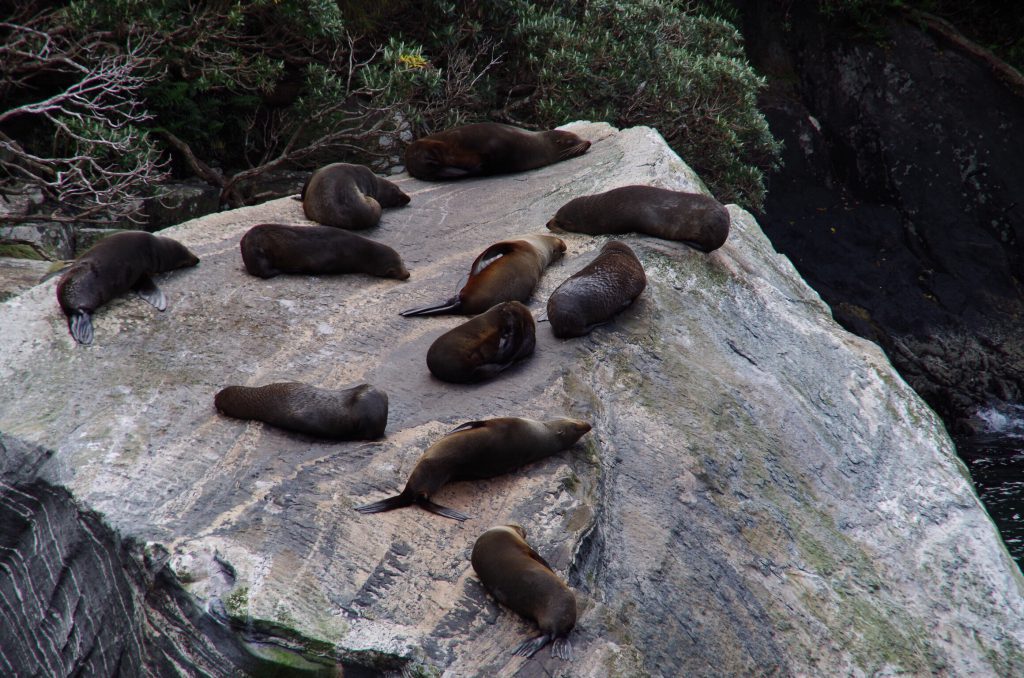 milford_sound_nz_fur_seals